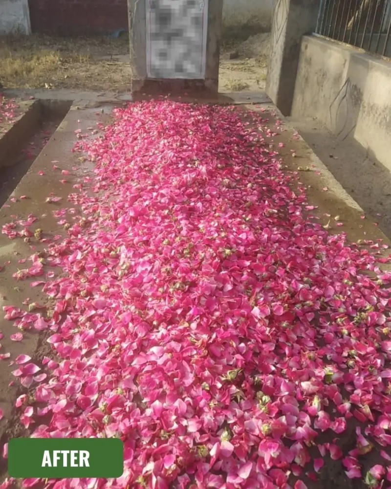 Grave after care, cleaned and covered with fresh rose petals